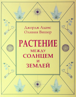 Растение между солнцем и землей