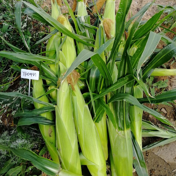 Трофи F1 семена кукурузы (Seminis / Семинис) – фото 5