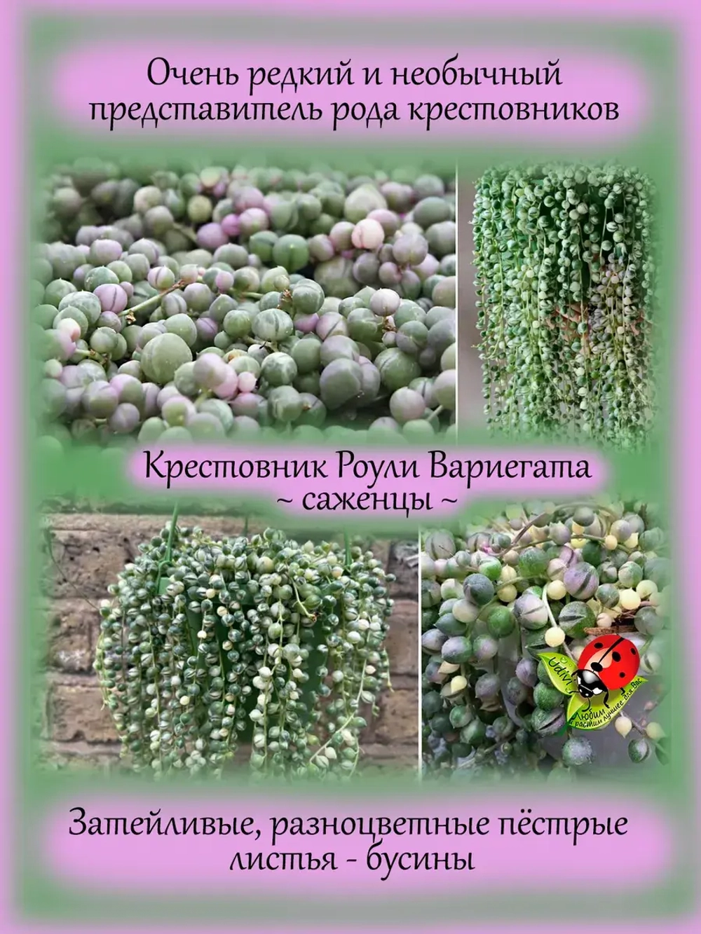Крестовник Роули Вариегата