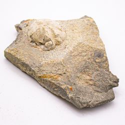 Ископаемые морские ежи, Саратовская обл.