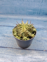 Euphorbia meloformis f. Variegated (Эуфорбия вариегатная)