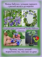 Клеродендрум угандийский Голубые бабочки
