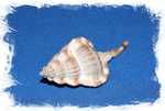 Haustellum dentifer