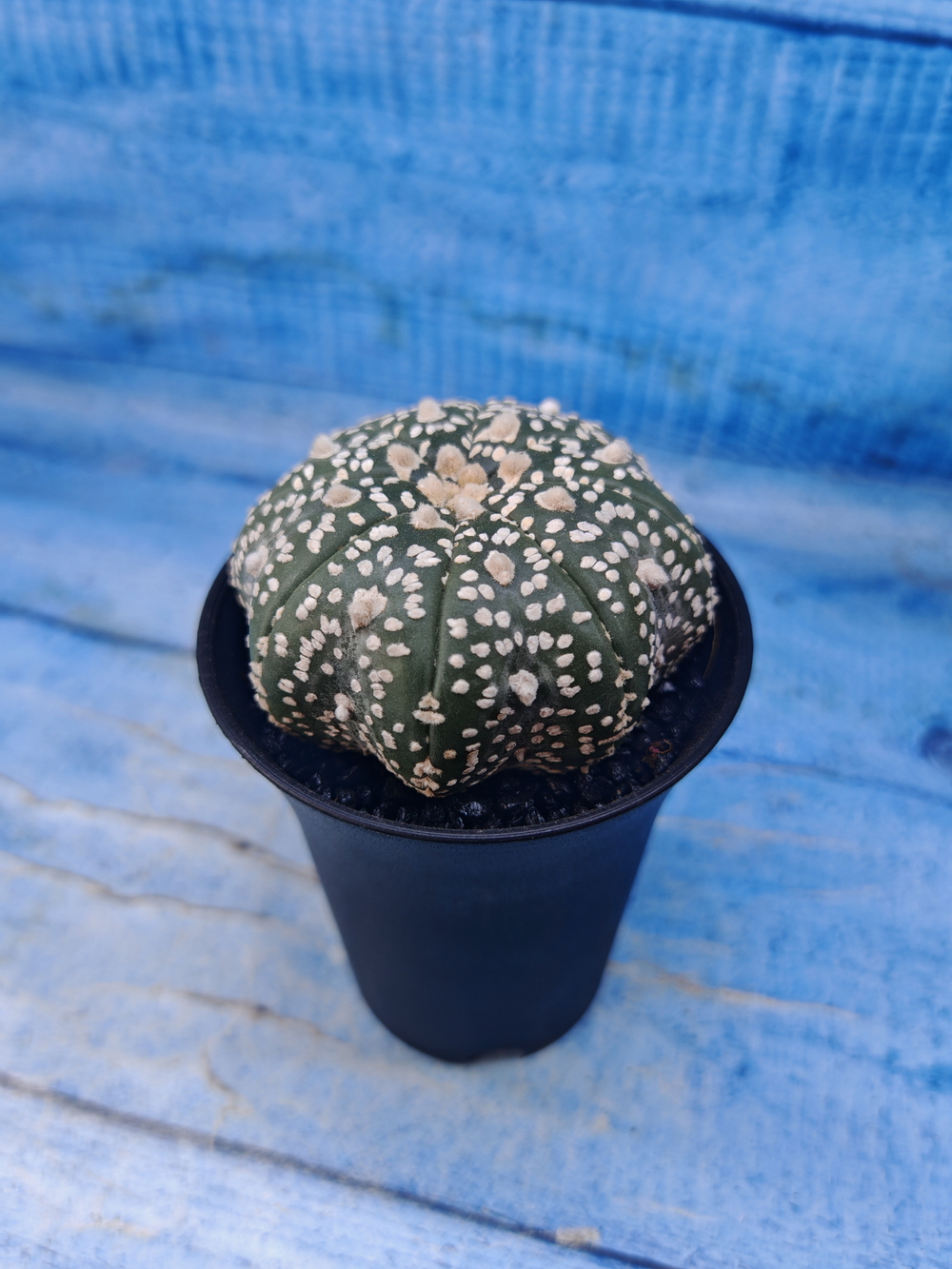 Astrophytum Asterias (Астрофитум)