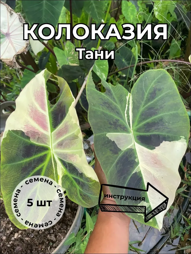 Колоказия Тани — семена, 5 шт.