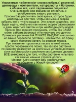 Плектрантус Войлочный комнатная мята