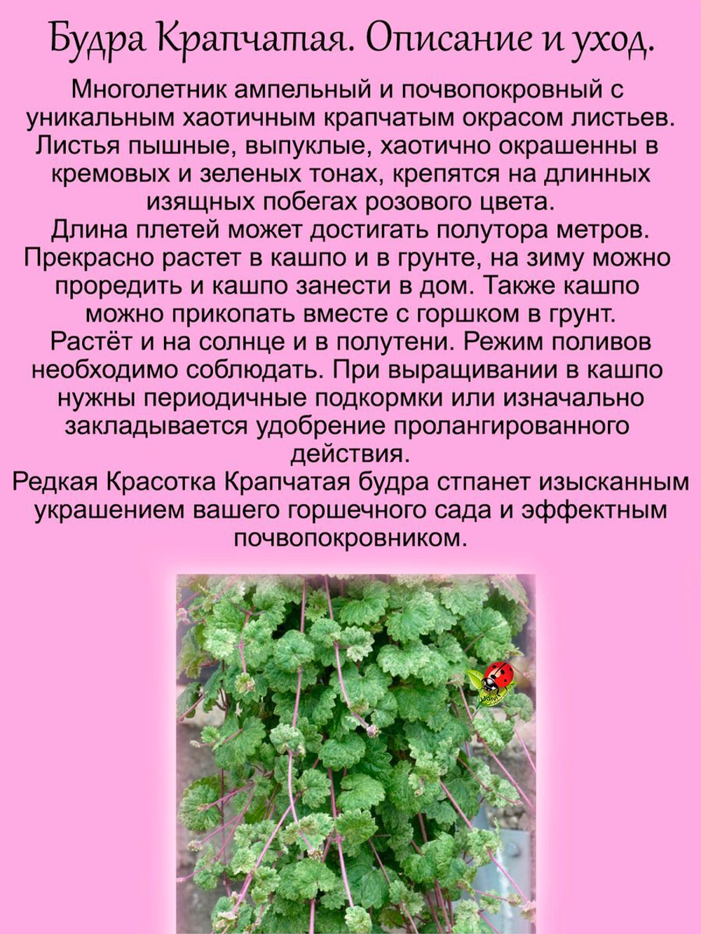 Будра Пьянящий свет плющелистная Деппет Лайт