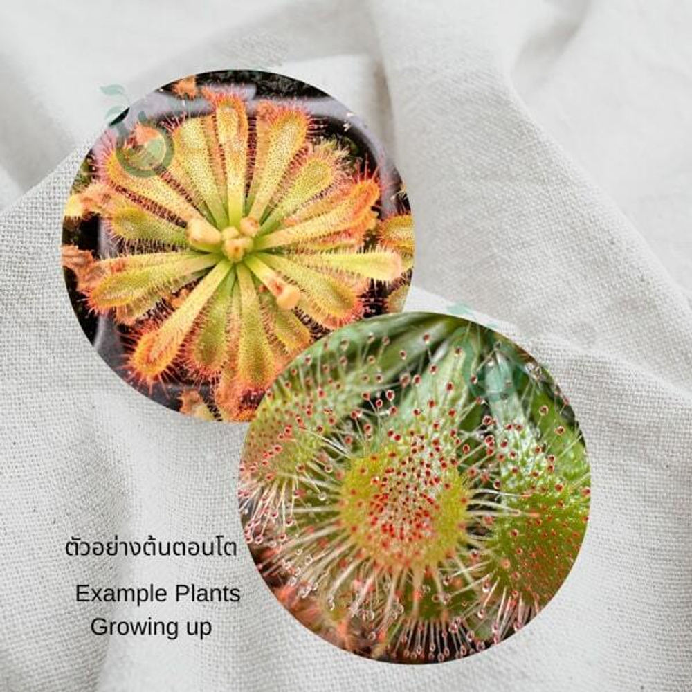 Росянка Drosera Spatulata клон