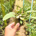 Орхидея DENDROBIUM LINDLEYI (Н87)