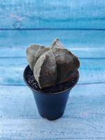 Astrophytum Myriostigma monstrosa (Астрофитум)