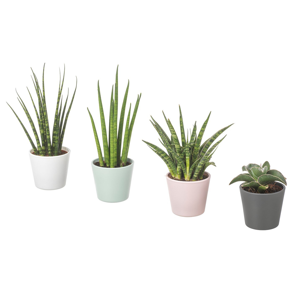 IKEA SANSEVIERIA  (ИКЕА САНСЕВИЕРИА)  -  Растение в горшке - Сансевиерия разные цвета 6 см