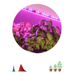 Светодиодная лента для растений ЭРА FITO-Strip Light-RB-2m красно-синего спектра, 2 м, IP65 с адаптером 12V в комплекте | Светодиодные ленты для растений