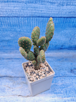 Opuntia Microdasys Rufida (Опунция)