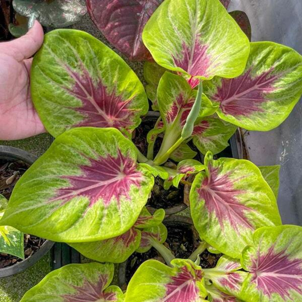 Каладиум LEMON SAI MUANG – PURPLE LEMON (K27)