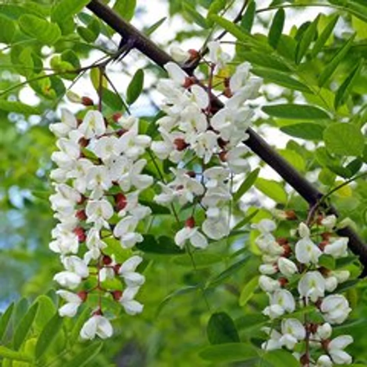 Мед Королевский (акация+эспарцет) / 300 гр