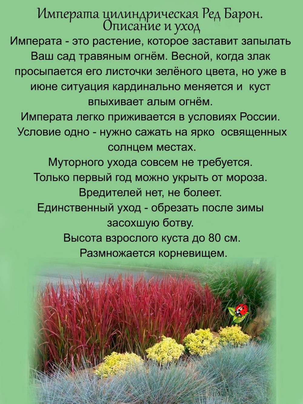Злак Императа цилиндрическая Ред Барон многолетник