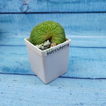 Mammillaria Spinosissima Un pico cristata (Маммилярия)
