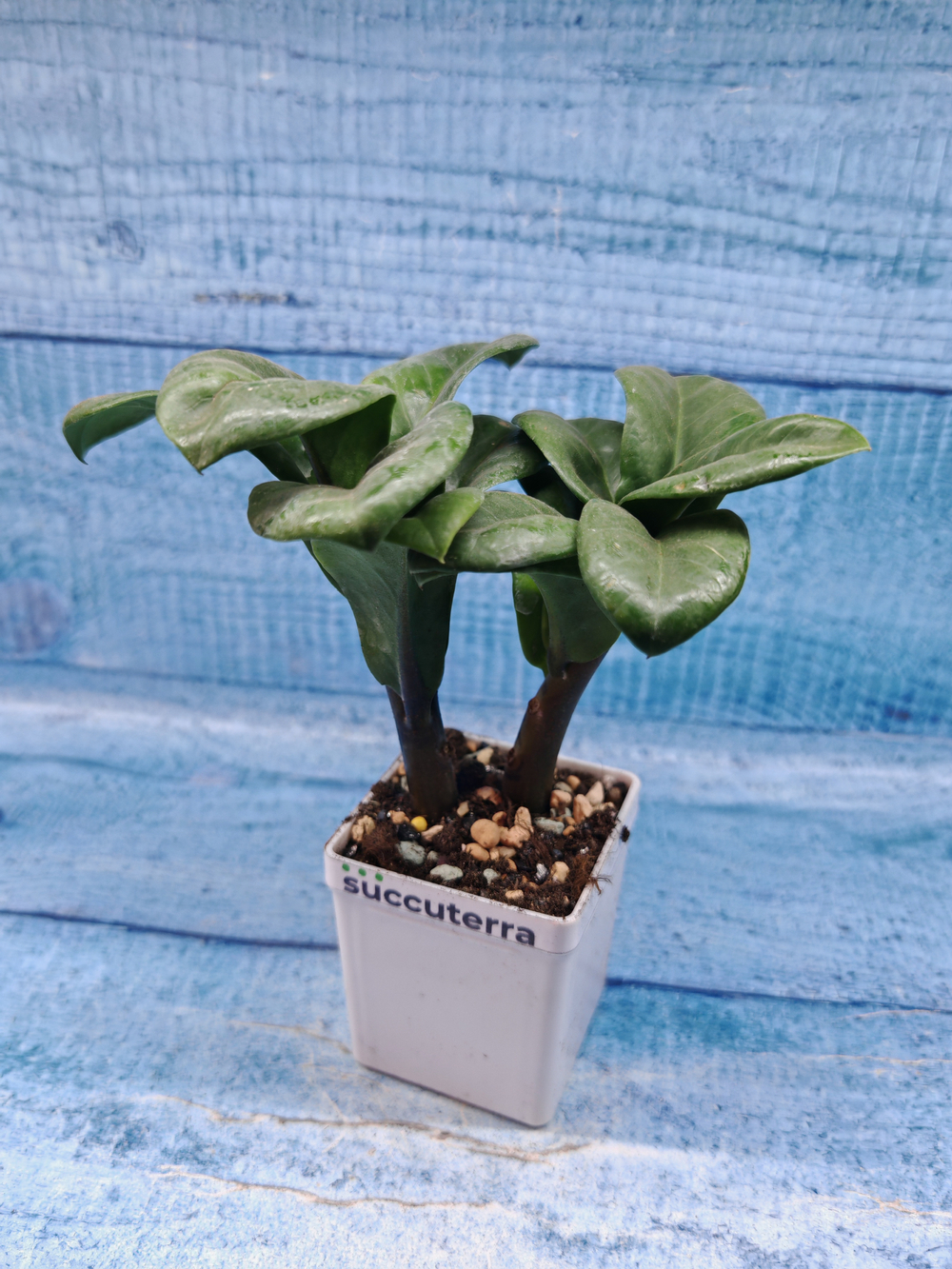 Zamioculcas Zenzi (Замиокулькас)