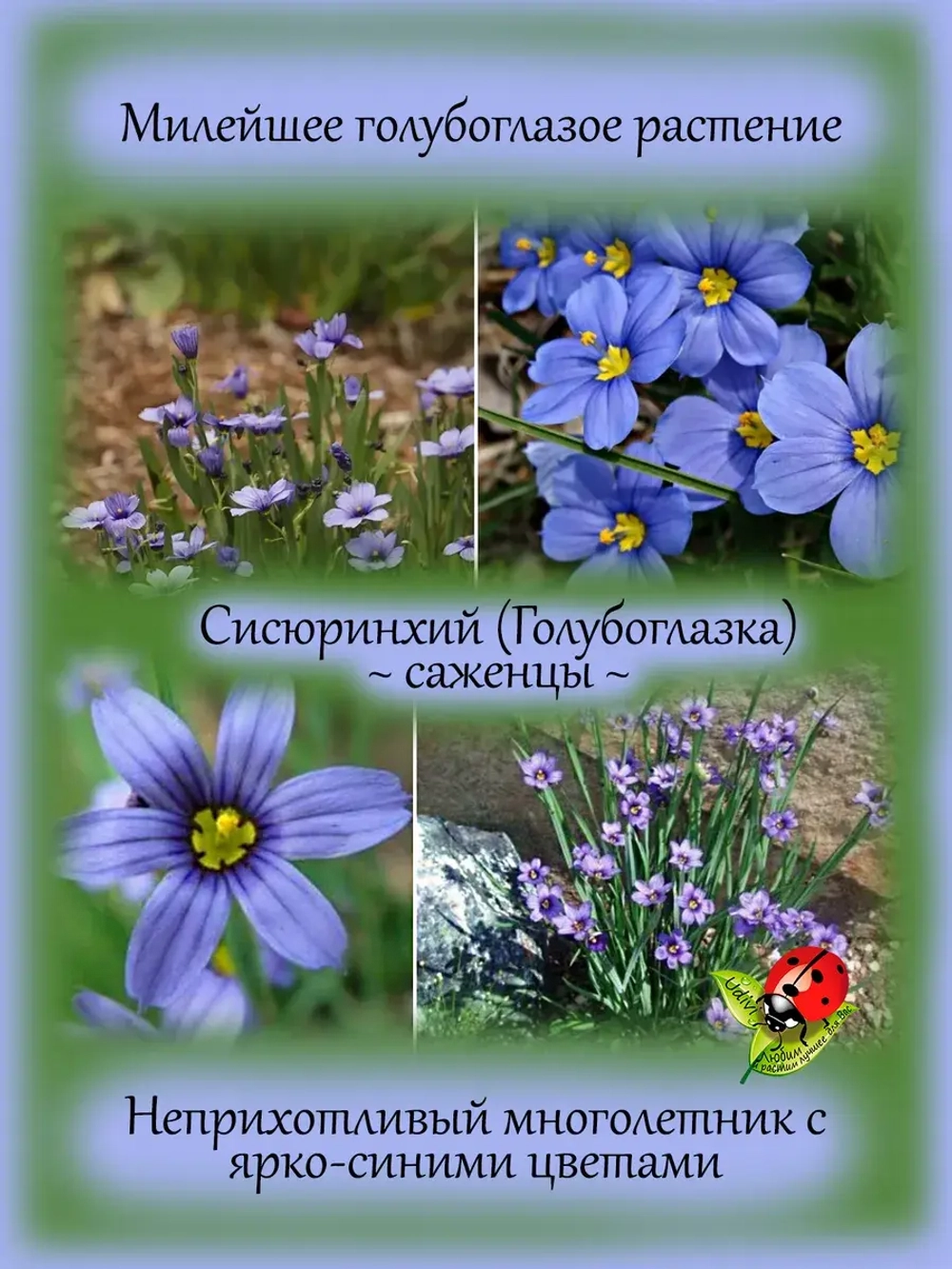 Сисюринхий Голубоглазка многолетний