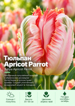 Тюльпан Apricot Parrot
