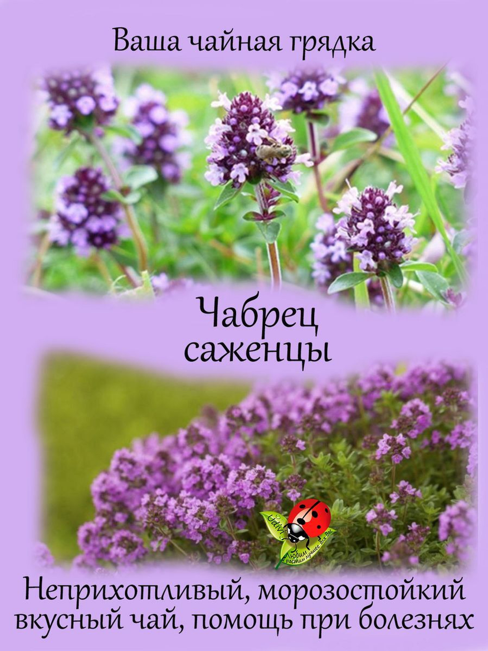 Чабрец тимьян лечебный трава для чая