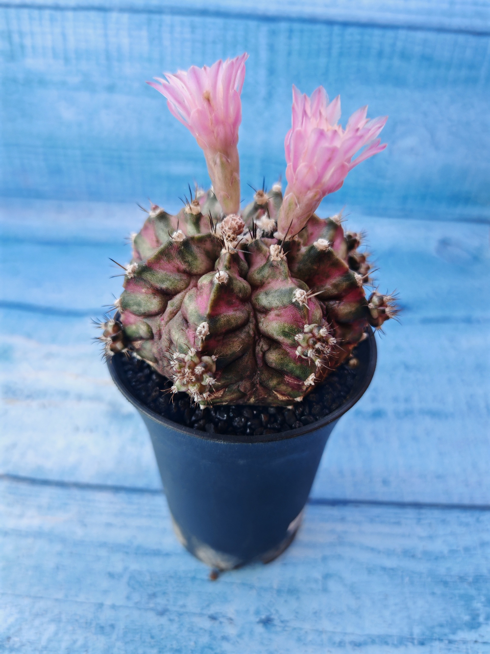 Gymnocalycium T-Rex Pink hybride (Гимнокалициум T-rex)