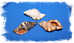 Cymatium pileare