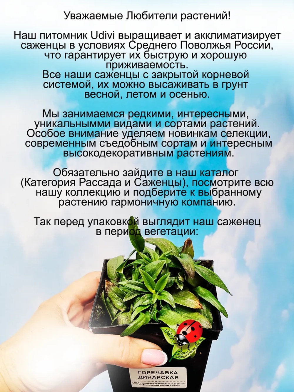 Горечавка Динарская