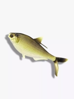 Мягкая приманка B.A.M.F. Shad 8"/ Gold Retriver (1шт./уп.)