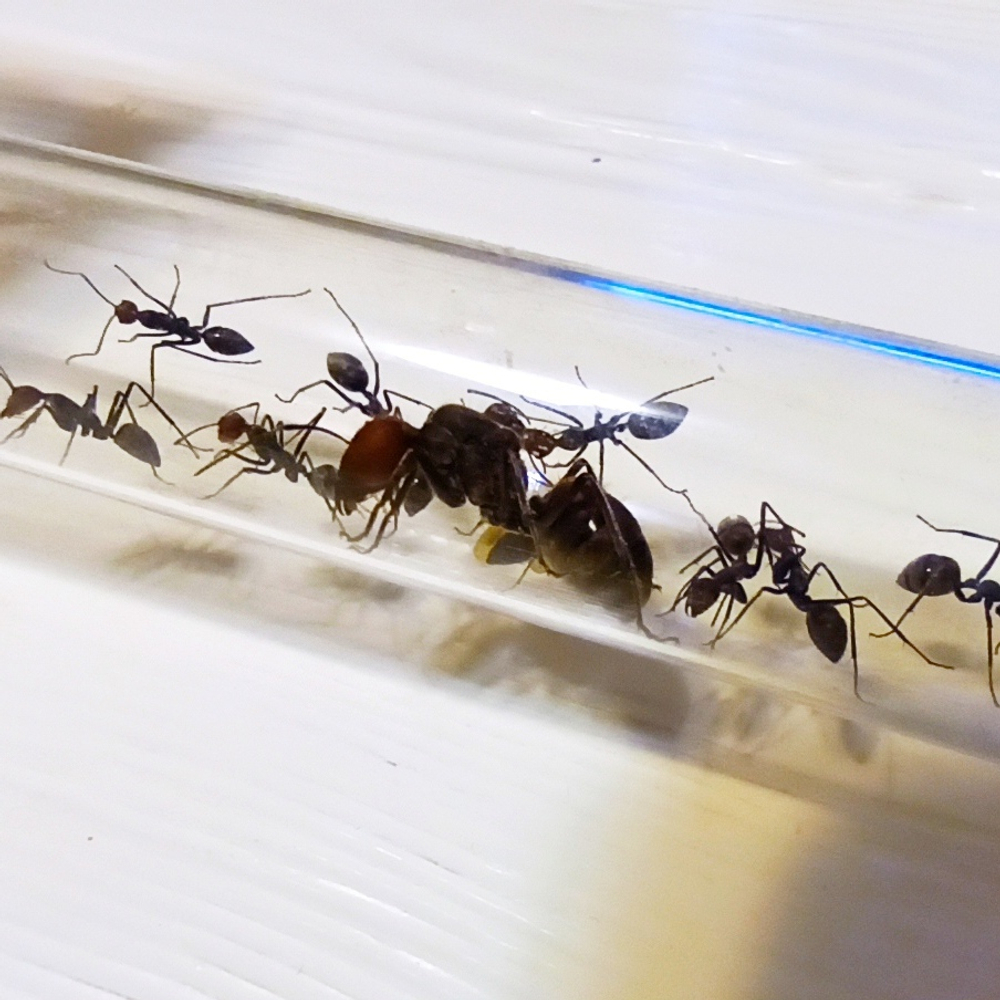 Camponotus singularis