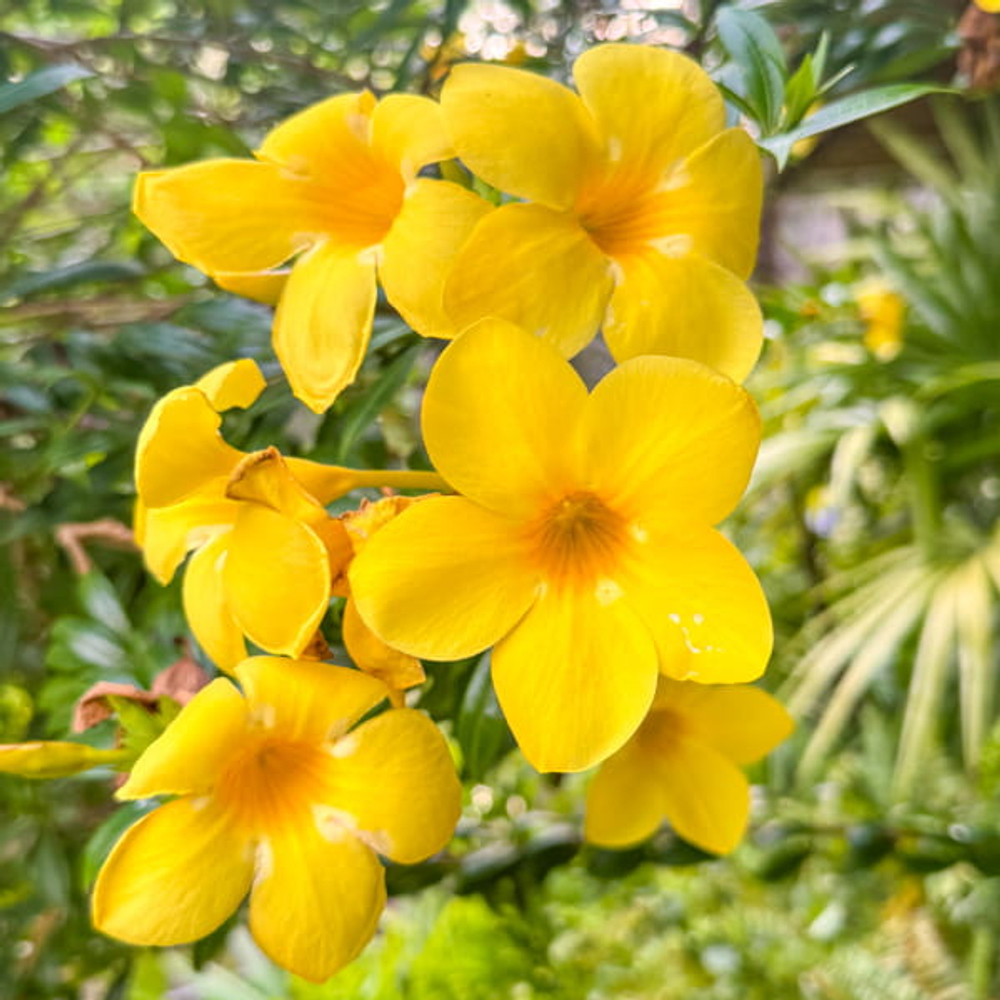 Алламанда желтая – Allamanda yellow