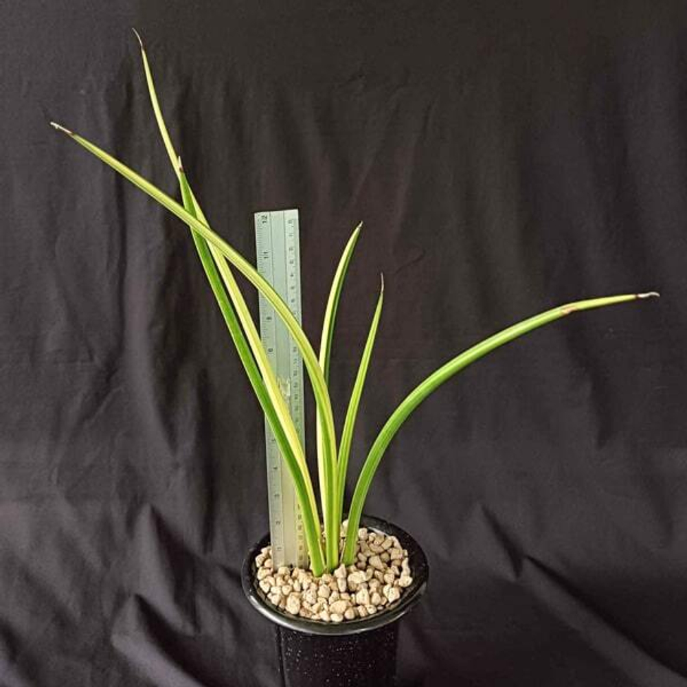 Сансевиерия CANARICULATA DWARF VAR