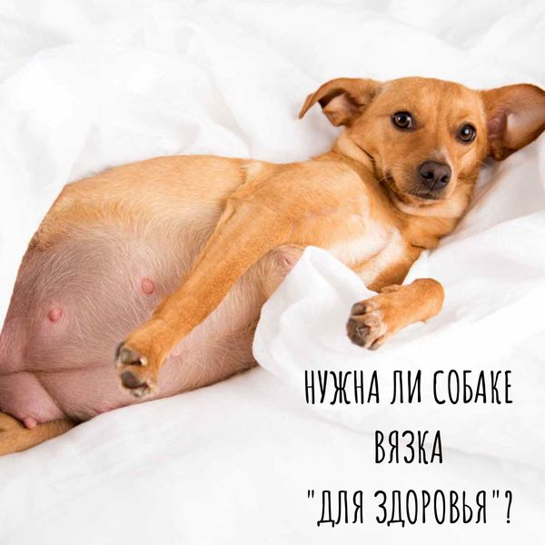 Нужна ли собаке вязка "для здоровья"