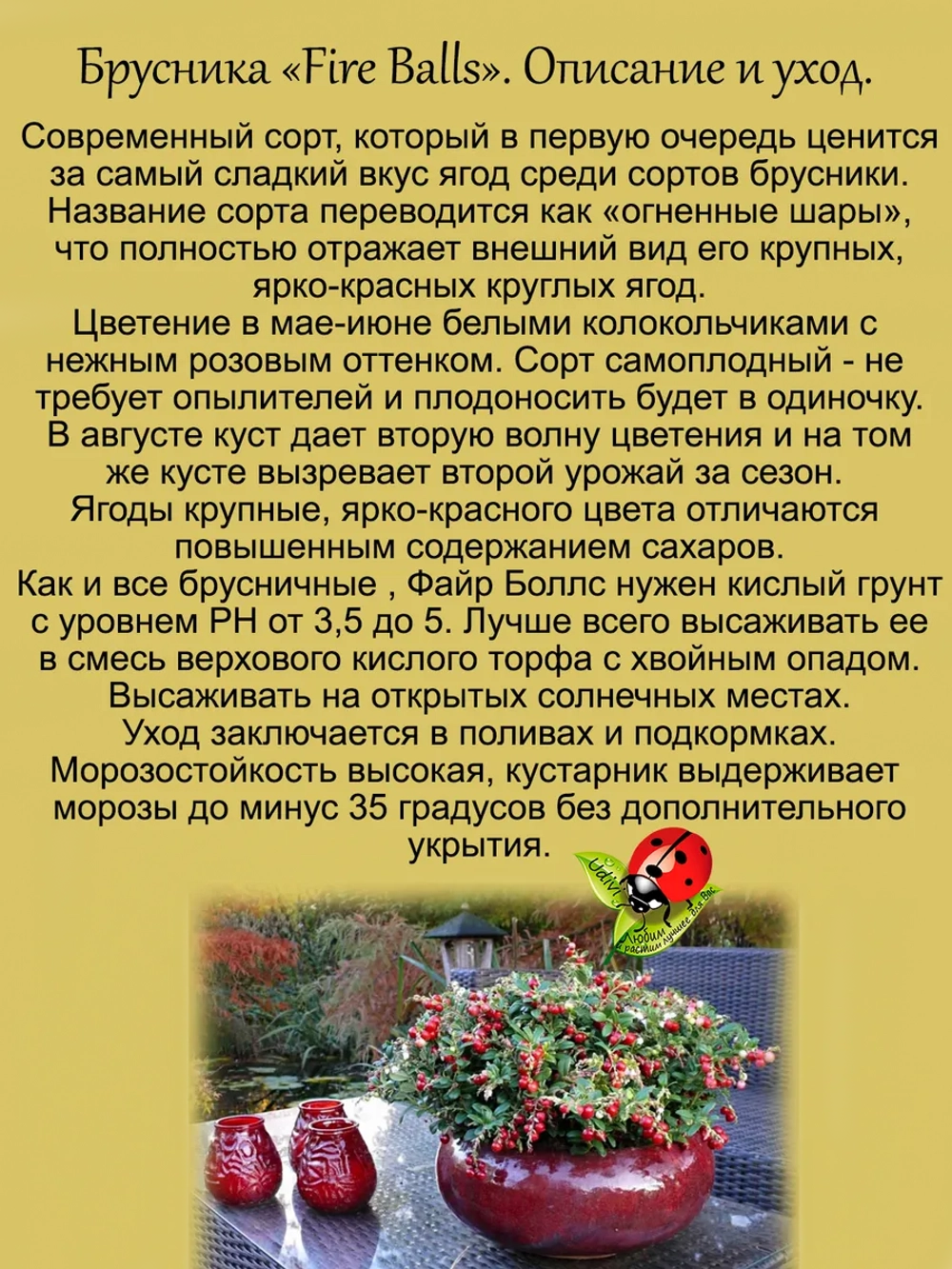 Брусника Фаер Боллс ремонтантная сладкая