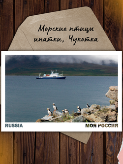 Моя Россия. Птицы