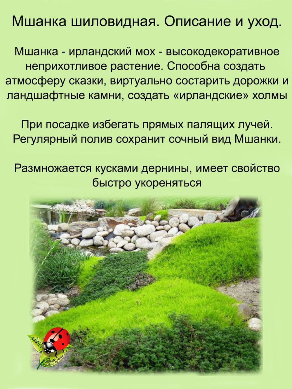 Мшанка Изумруд почвопокровный мох