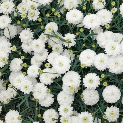 Аргирантемум Aramis Doubl White (двойной белый) Ар3