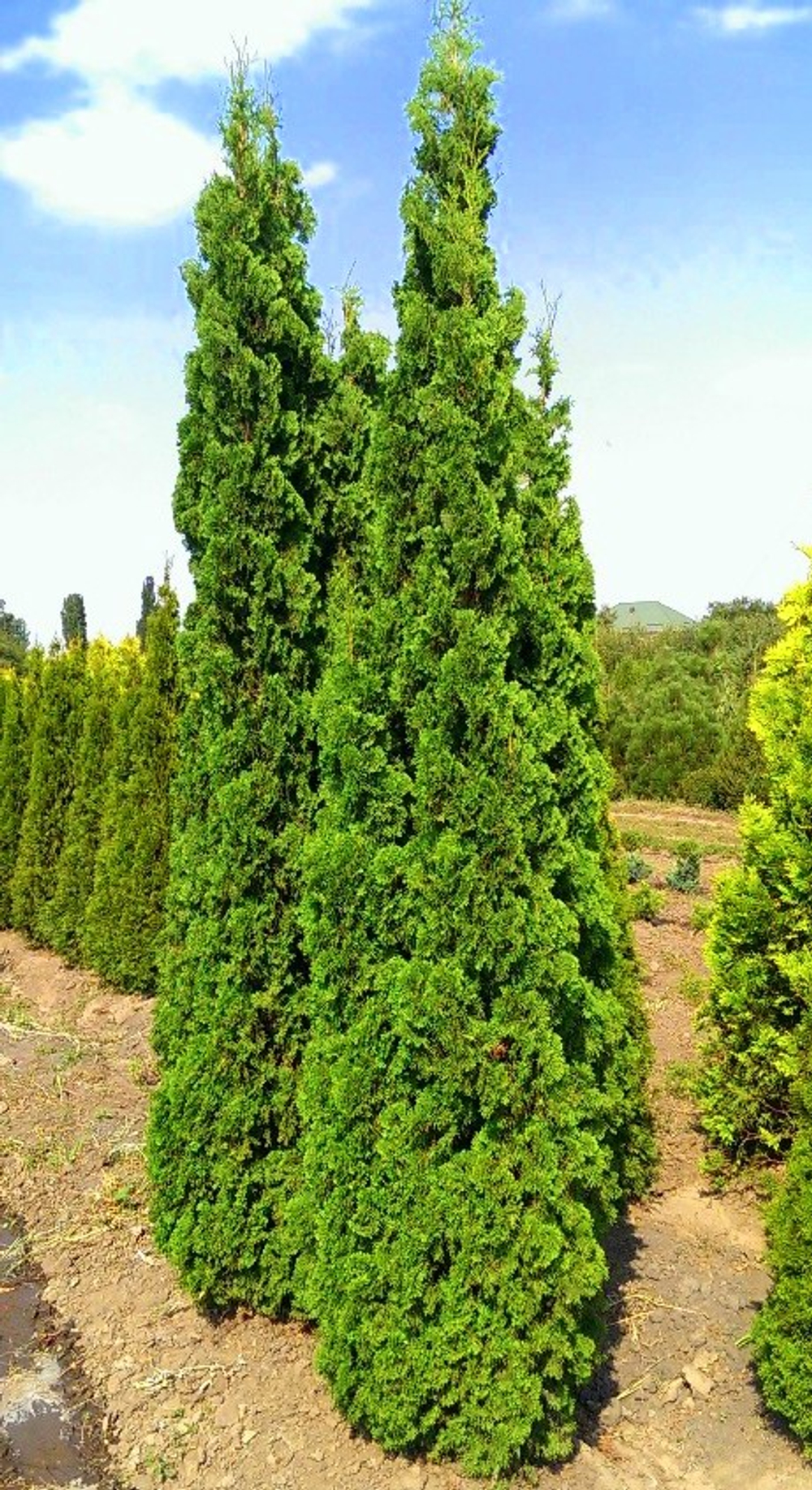 Туя западная Спиралис (Thuja occidentalis Spiralis) р9 август 2026 г