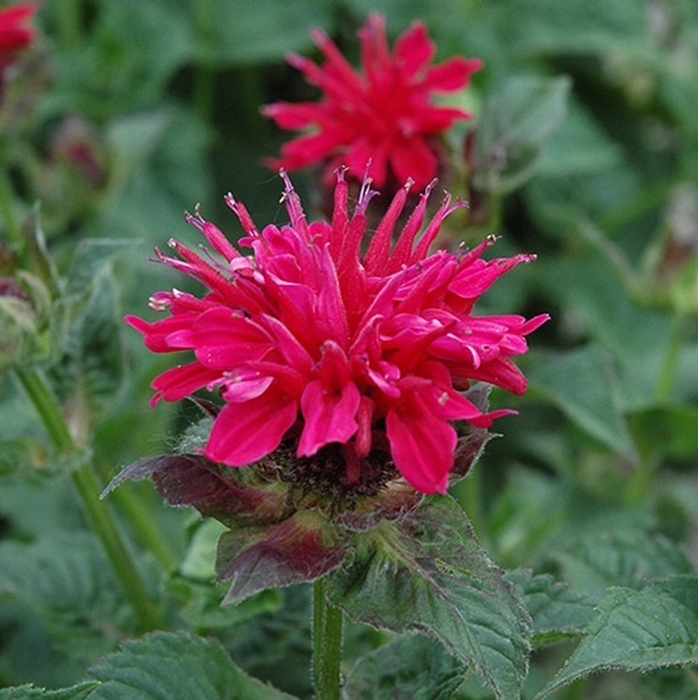 Монарда гибридная "Fireball". Monarda  hybride "Fireball".