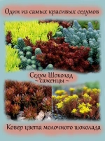 Седум очиток Шоколад
