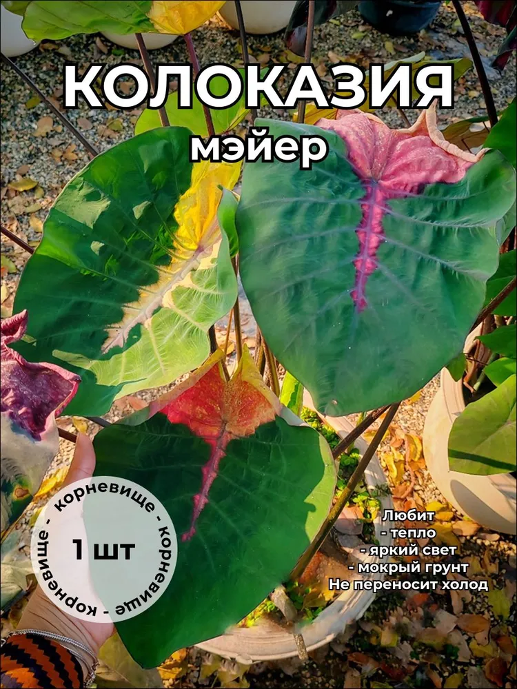 Колоказия Мэйер Mayer корневище
