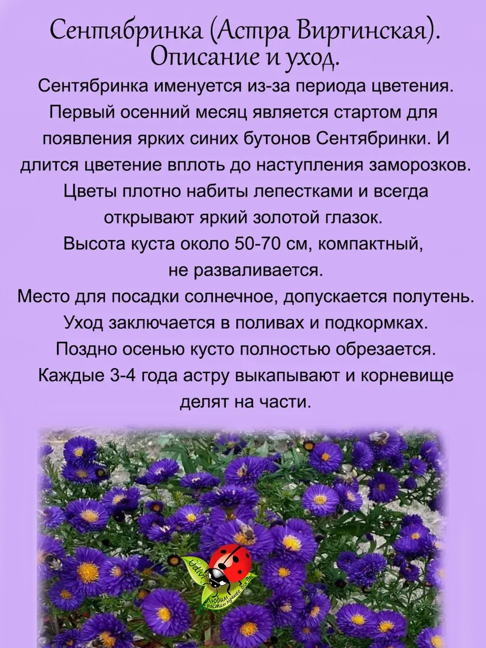 Сентябринка Астра виргинская