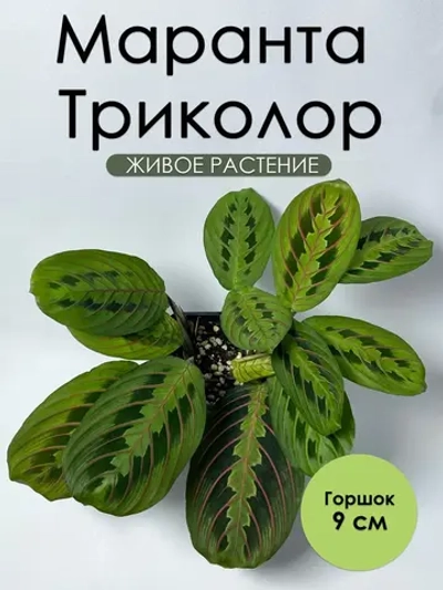 Маранта Триколор