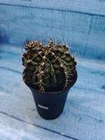 Gymnocalycium T-Rex Pink hybrid (Гимнокалициум T-rex)