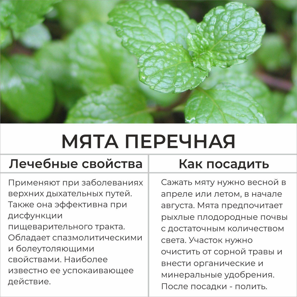 Набор семян УКРОП брак