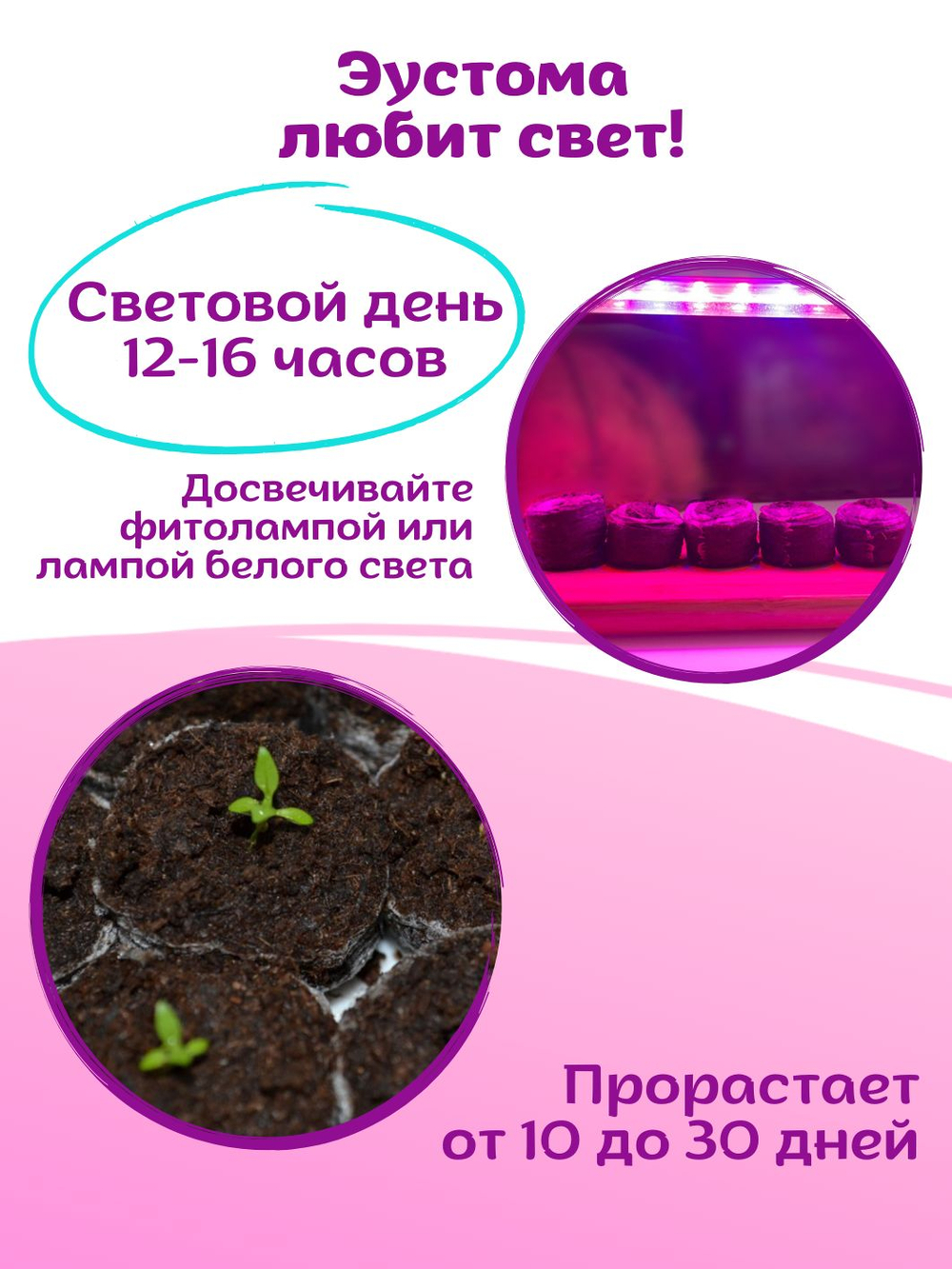 Семена Эустома высокорослая многолетняя Белая, Лизиантус комнатный + торфяные таблетки Jiffy в подарок, 5шт
