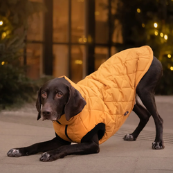 Куртка для собаки BananaDog