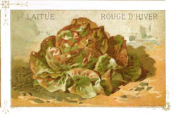 Салат Ромэн КРАСНАЯ ЗИМА - Rouge d’Hiver (Red Winter) Romaine Lettuce