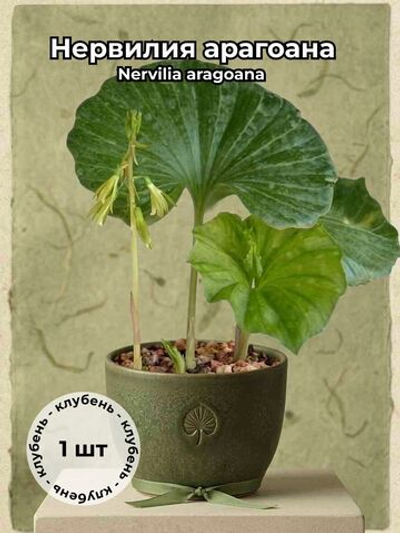 Нервилия арагоана (Nervilia aragoana) клубень 1 штука