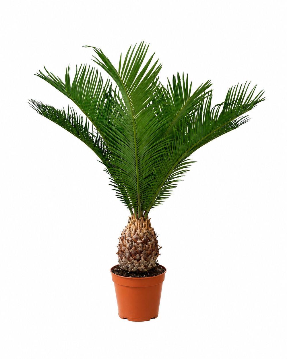 palm_catalog_lossless